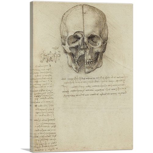 Studies of the Human Body - Skull