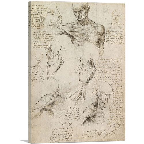 Studies of the Human Body - Superficial Anatomy of the Shoulder and Neck 1510