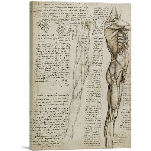Studies of the Human Body - The Muscles of the Leg