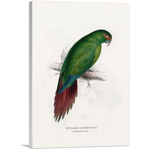 Long-Billed Parakeet Macaw 1832