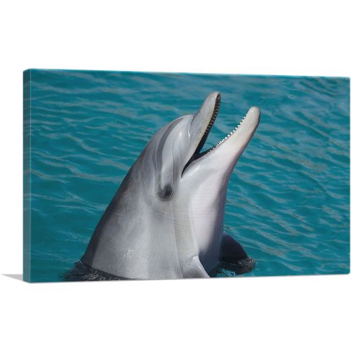 Dolphin Home decor