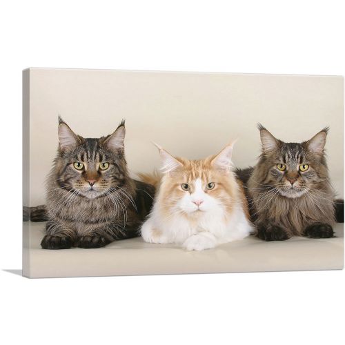 Maine Coon Cats Home decor