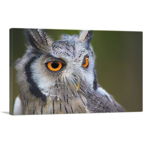 Owl Portrait In Woods Home decor