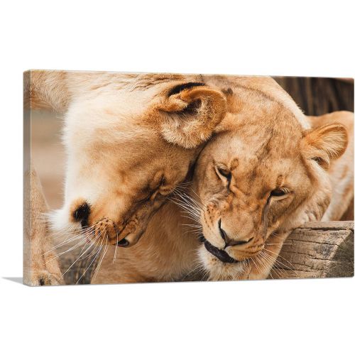 Two Lionesses Playing