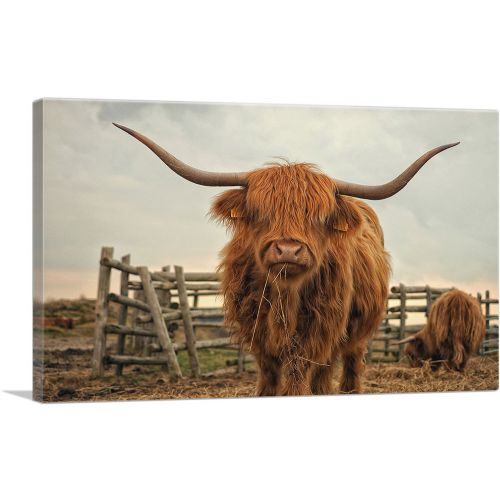 Highland Cow Cattle Stable