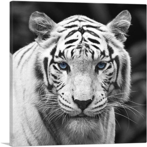 White Tiger Blue Eyes Staring Square
