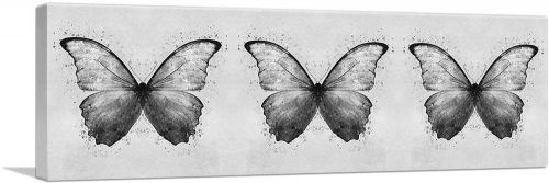 Three Black Gray Butterfly Wings Insect