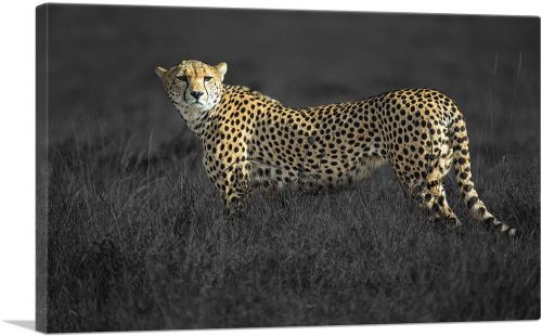 Cheetah Looking For Prey In African Savannah
