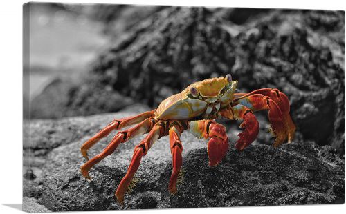 Crab On The Beach Stone