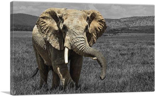 Elephant In African Savannah Grass Field