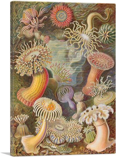 Actiniae Sea Anemones 1904