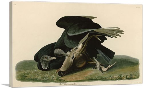 Black Vulture - Carrion Crow