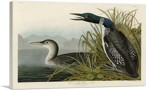 Great Northern Diver - Loon
