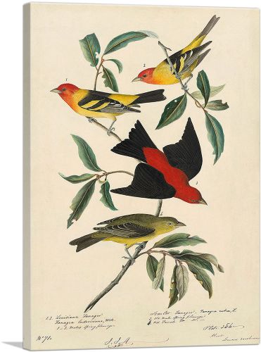 Louisiana Scarlet Tanager