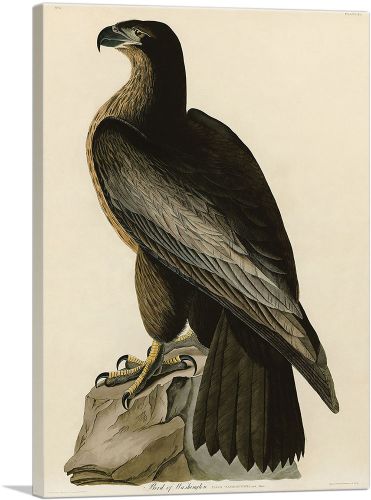 Bald Eagle - Bird of Washington