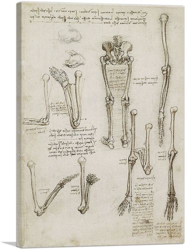 Studies of the Human Body - Bones of the Arm and Leg