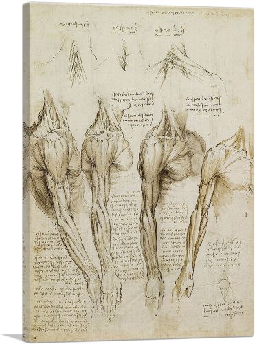 Studies of the Human Body - Muscles of the Shoulder, Arm and Neck