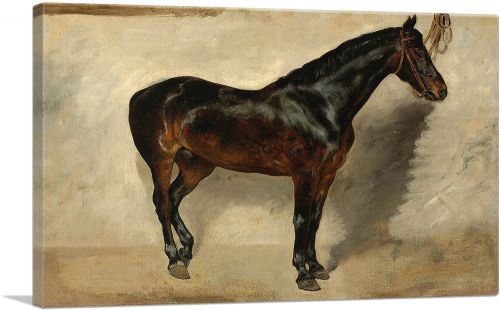 Study of a Brown-Black Horse