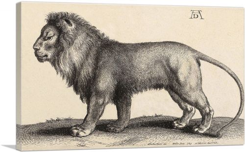 A Lion Standing