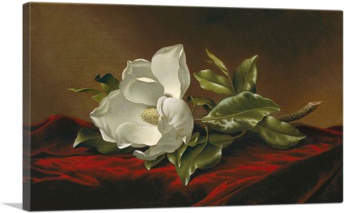 A Magnolia On Red Velvet 1885