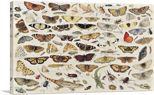 An Extensive Study Of Butterflies Insects And Seashells 1671