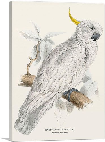 Greater Sulphur-Crested Cockatoo