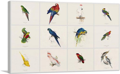 Parrot Cockatoo Macaw Parrakeet Collage Rectangle