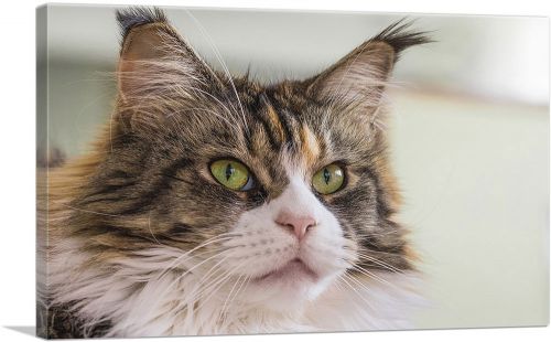 Maine Coon Cat Home decor