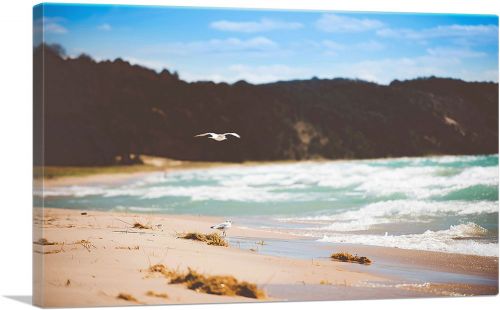Seagulls Flynig Walking on a Beach