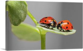 Two Ladybugs Bugs On A Leaf