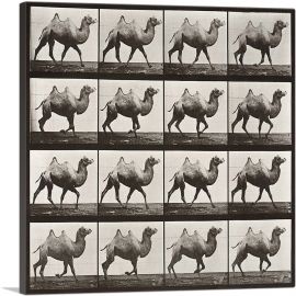 Camel Racking 1887