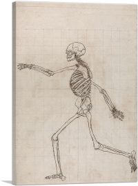 Study of the Human Figure - Lateral View