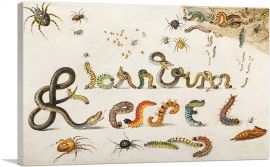 Garden And House Spiders Grass Snakes Caterpillars To Spell The Artist's Name