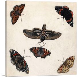 Studies Of Five Butterflies And a Hawk Moth-1-Panel-12x12x1.5 Thick