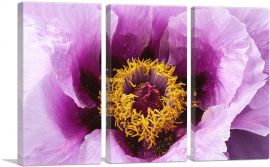 Peony Flower Home Decor Rectangle-3-Panels-60x40x1.5 Thick