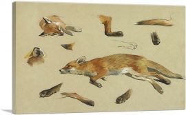 Studies Of a Recumbent Fox 1912